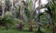 land for sale, coconut estate for sale, land, coconut estate, property, real estate, realty, Sri Lanka